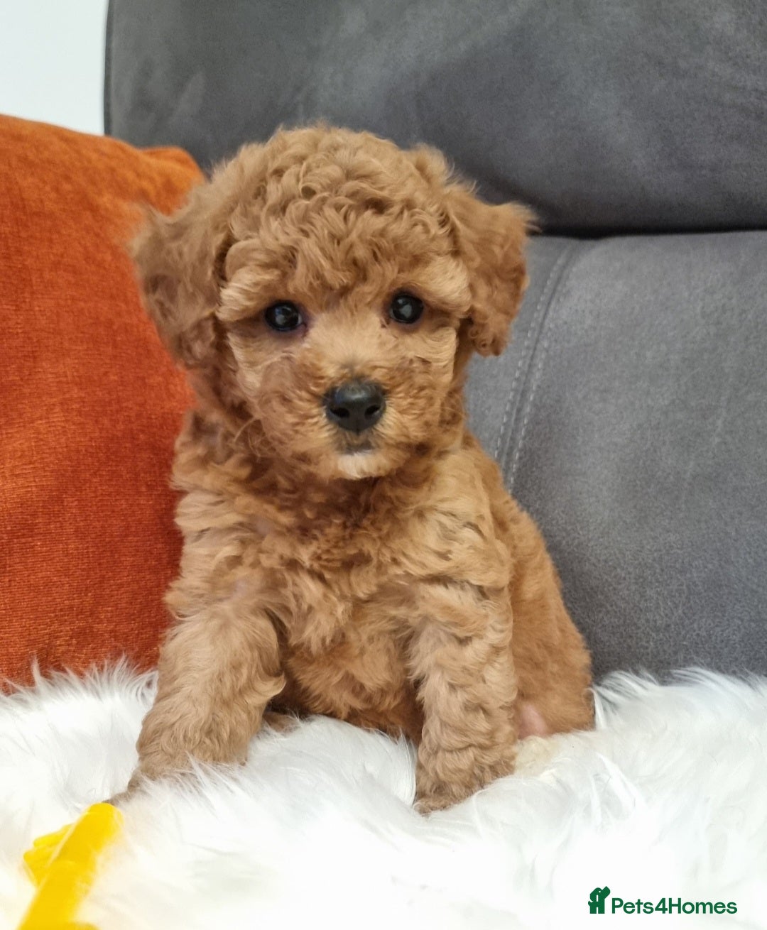 Cockapoo dogs for sale: Adorable best friend pups, sold fully vaccinated - Image 29
