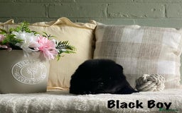 Chow Chow dogs for sale: 🌟Quality Chow Chow Puppies-ChampionLines🌟 - Image 17