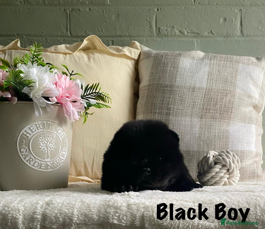 Chow Chow dogs for sale: 🌟Quality Chow Chow Puppies-ChampionLines🌟 - Image 17