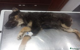 Mixed Breed dogs for adoption: A poor, gentle 3 legged boy needs a Loving Home - Image 4