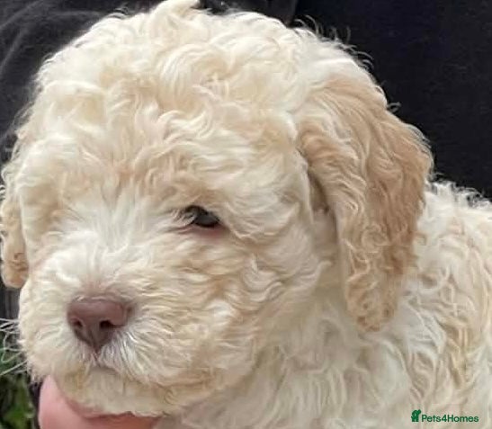 Lagotto Romagnolo dogs KC Lagotto Romagnolo puppies , a rarity !  - Advert 1