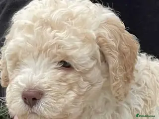 Lagotto Romagnolo dogs KC Lagotto Romagnolo puppies , a rarity ! - Advert 1