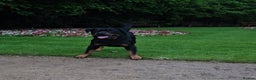 Rottweiler dogs for stud: Full Kc Rottweiler stud liverpool in Liverpool - Advert 7