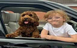 Cockapoo dogs for sale: 🐾 Expected F1 Top Class 🐾  - Image 6