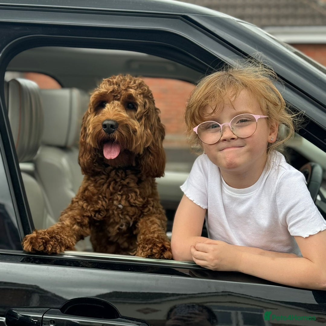 Cockapoo dogs for sale: 🐾 Expected F1 Top Class 🐾  - Image 6