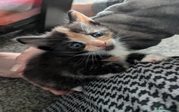 Mixed Breed cats for sale: Beautiful kittens  - Image 7