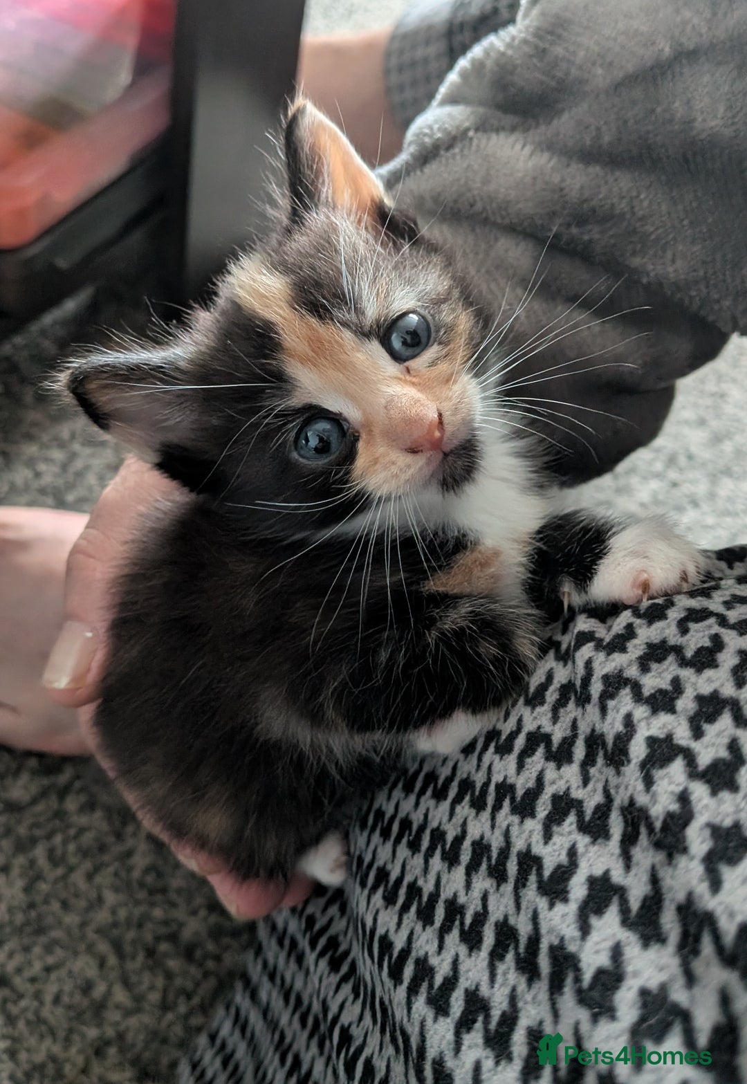 Mixed Breed cats for sale: Beautiful kittens  - Image 7