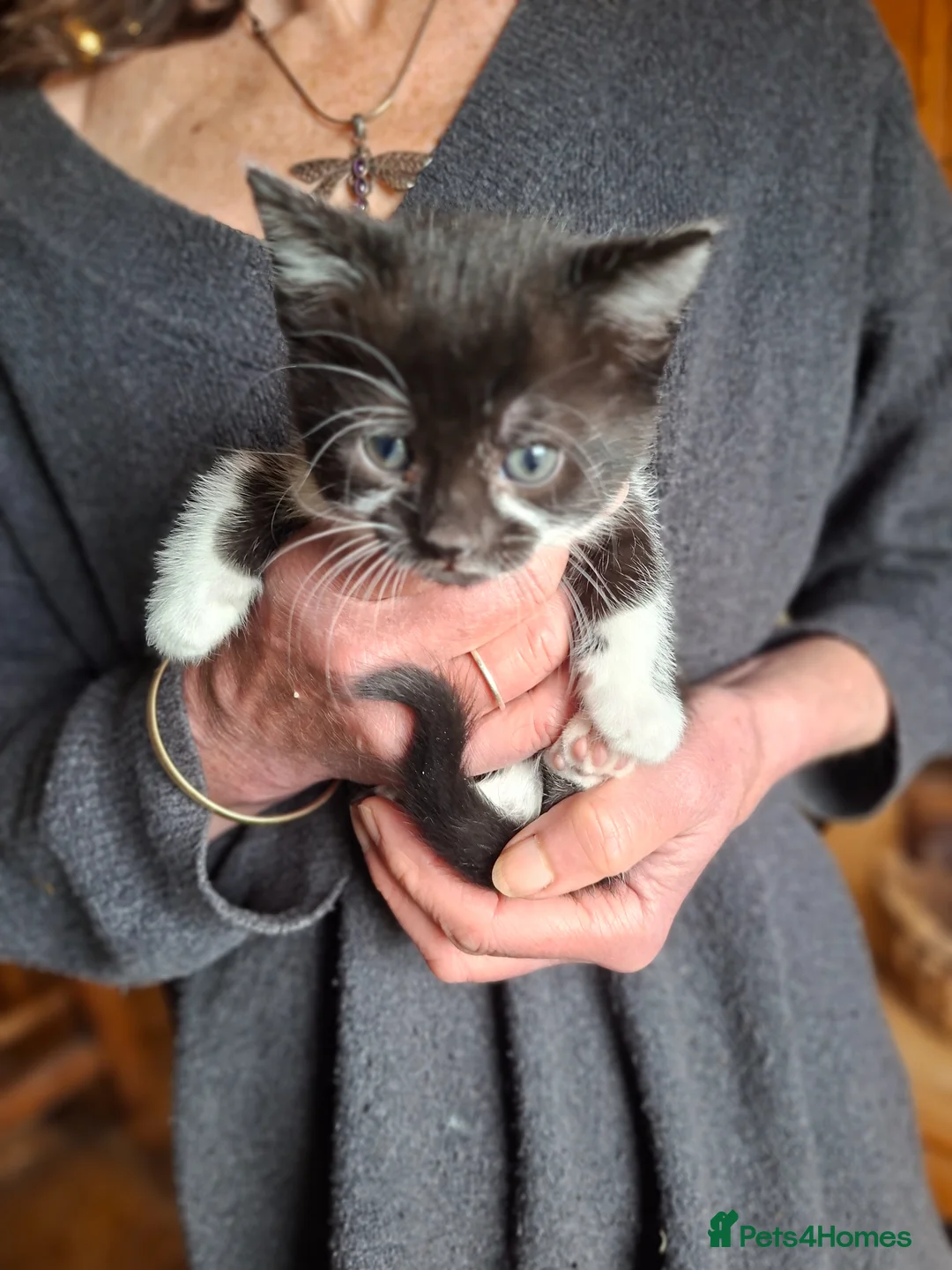 Mixed Breed cats for sale: Lovely healthy kittens in Alston - Advert 4