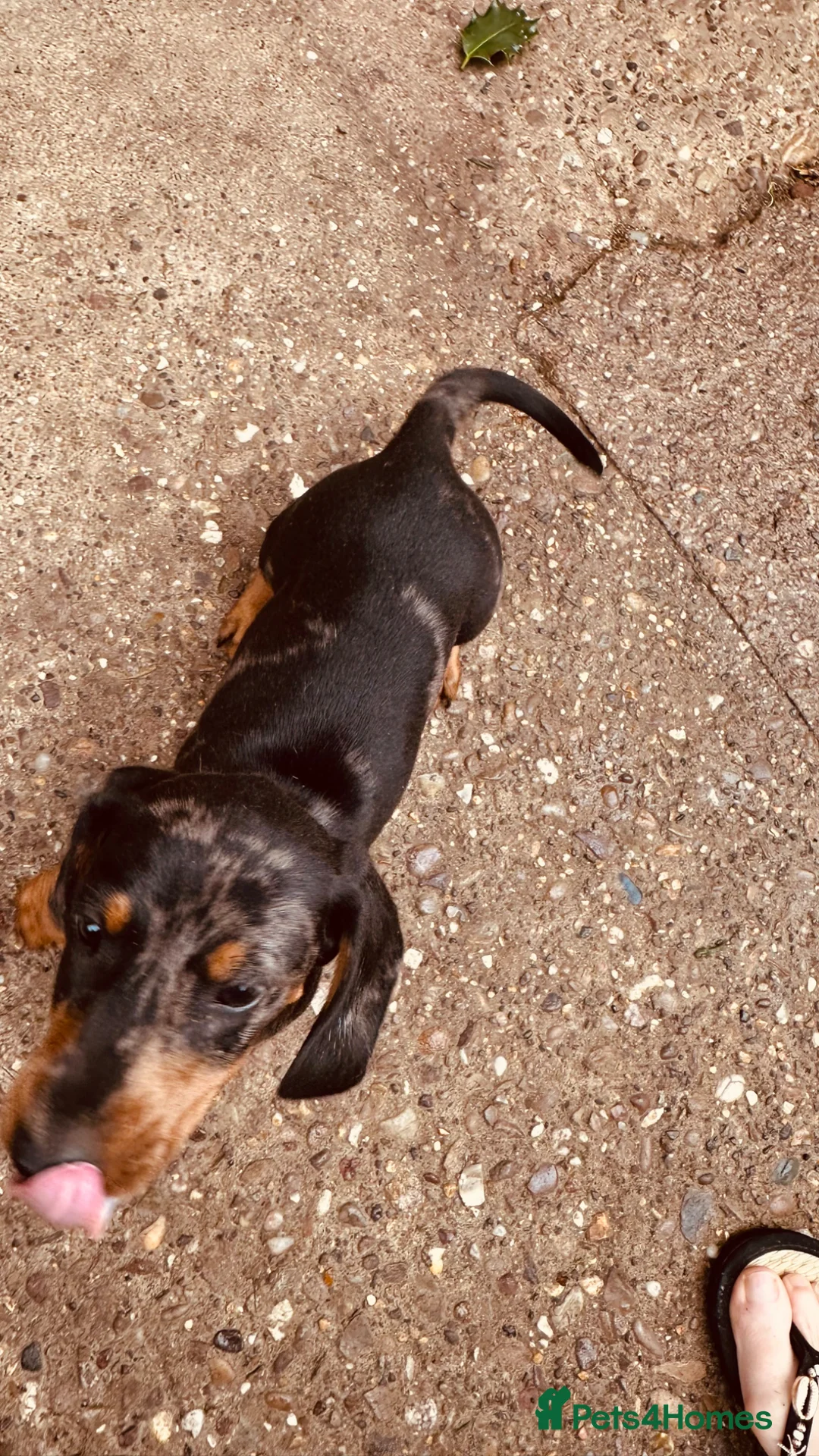 Dachshund dogs for sale: Beautiful dachshund pups  - Advert 2