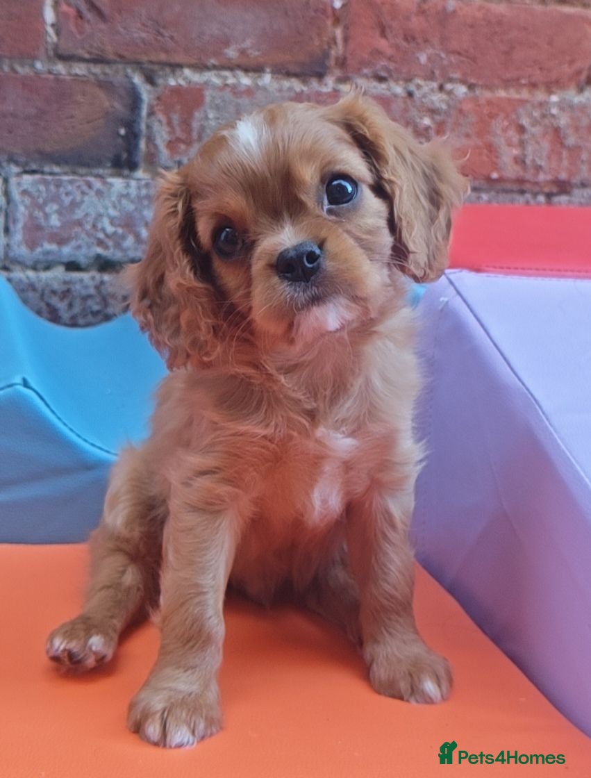 Cavalier King Charles Spaniel dogs KC Reg Ruby Male Available Doppler Tested Parents  - Advert 1