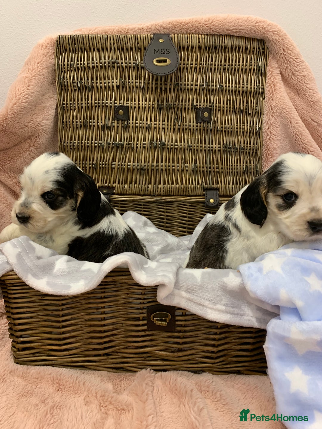 Cocker Spaniel dogs for sale: Health tested KC reg show type cocker spaniels  in Abergele - Image 9