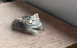 Mixed Breed cats for sale:  kittens😻ready to go to their forever homes - Image 7
