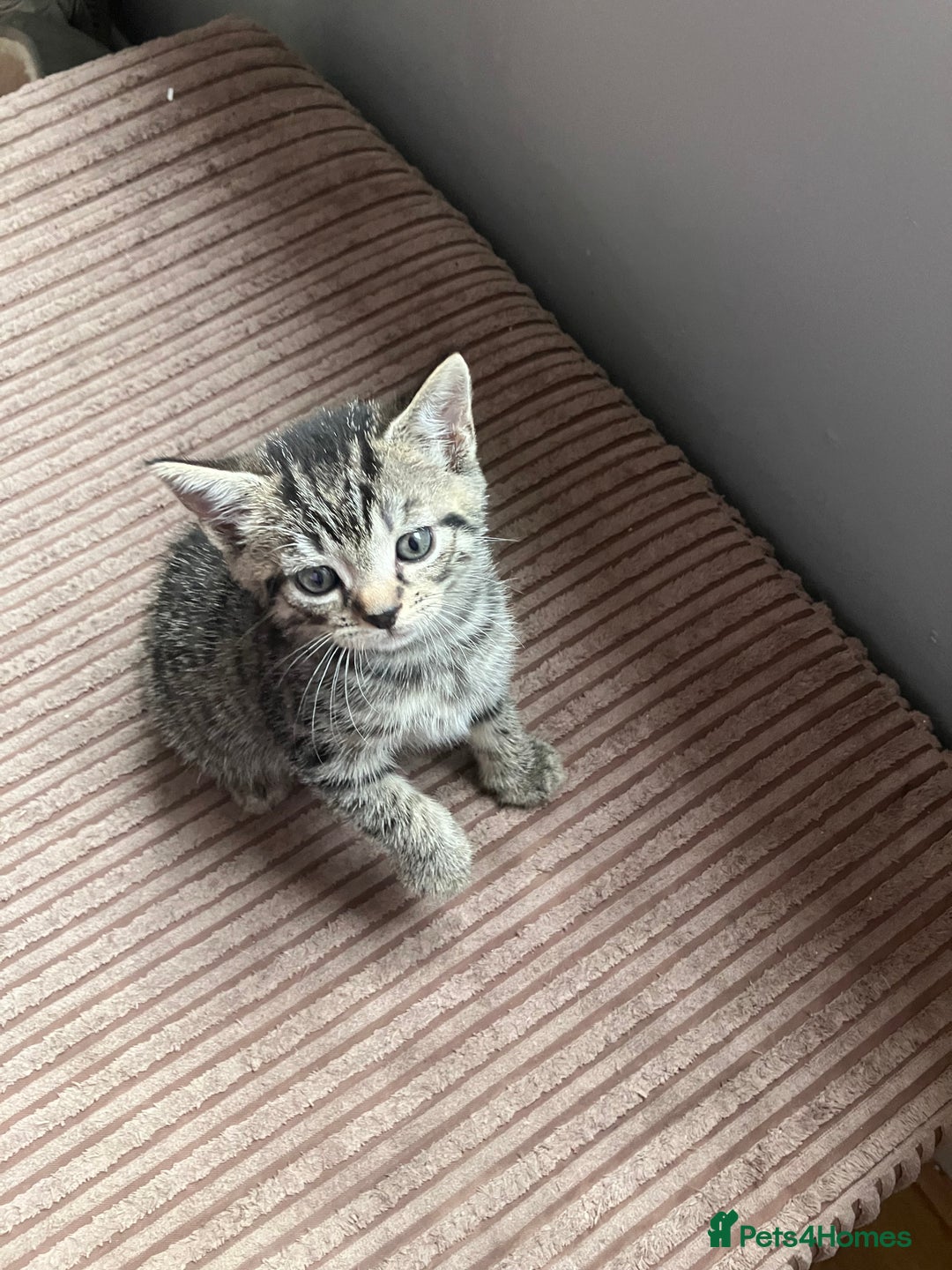 Mixed Breed cats for sale:  kittens😻ready to go to their forever homes - Image 7