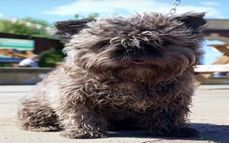 French Bulldog dogs for sale: French bulldog wire hair pink  - Image 5