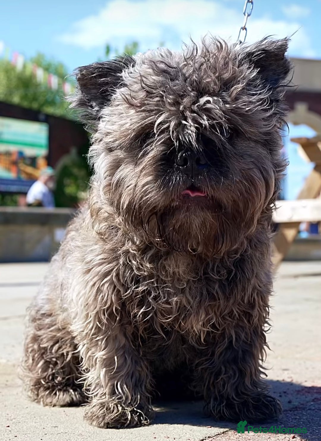 French Bulldog dogs for sale: French bulldog wire hair pink  - Image 5