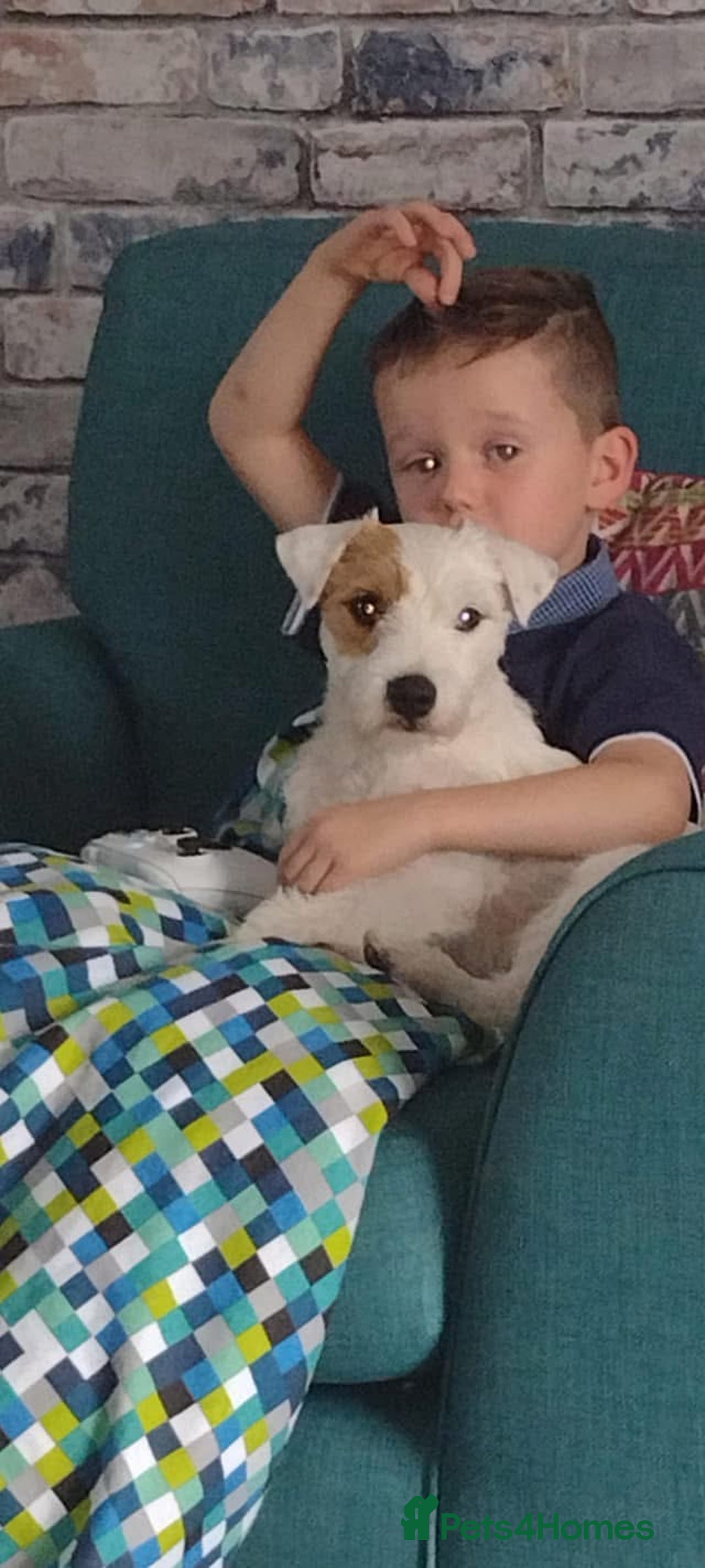 Parson Russell dogs for sale: Kc Champion Bred Parson Pups Crufts winning lines  - Advert 9