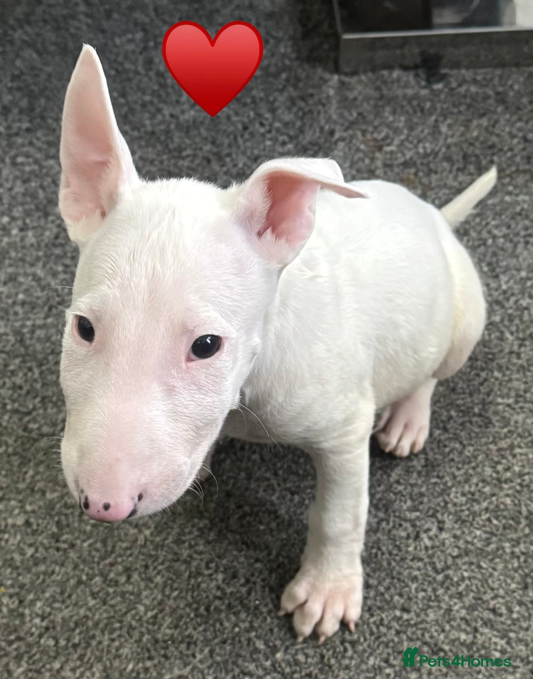 English Bull Terrier dogs for sale: 5 stunning English bull terrier boys  - Advert 13