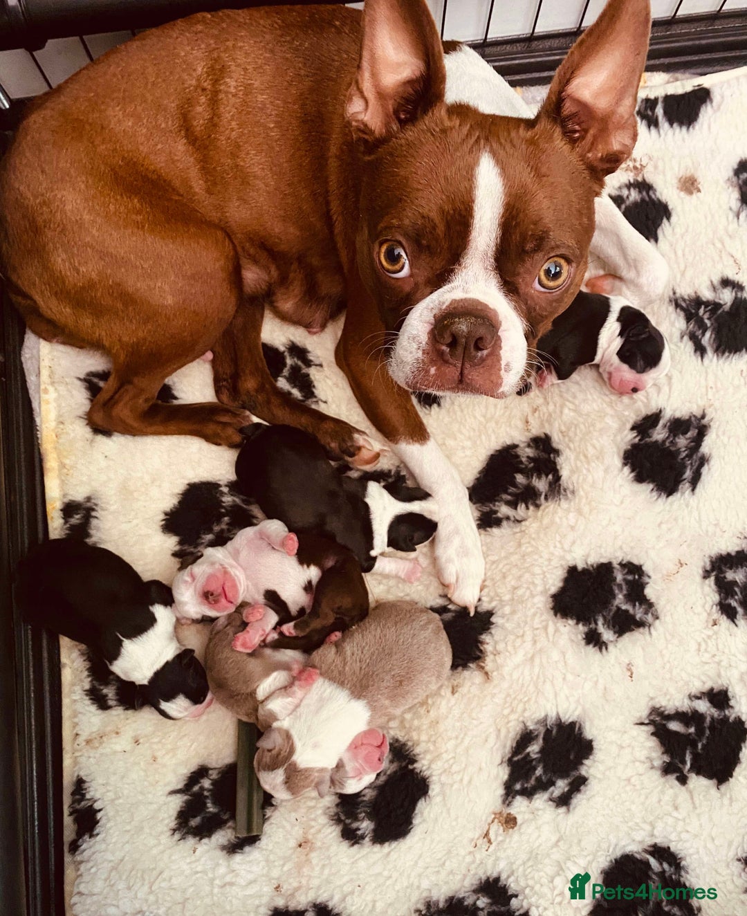 Boston Terrier dogs for sale: Beautiful Boston Terrier Puppies - Image 3