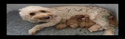 Cockapoo dogs for sale: Stunning health tested F1b Cockapoo puppies - Advert 7