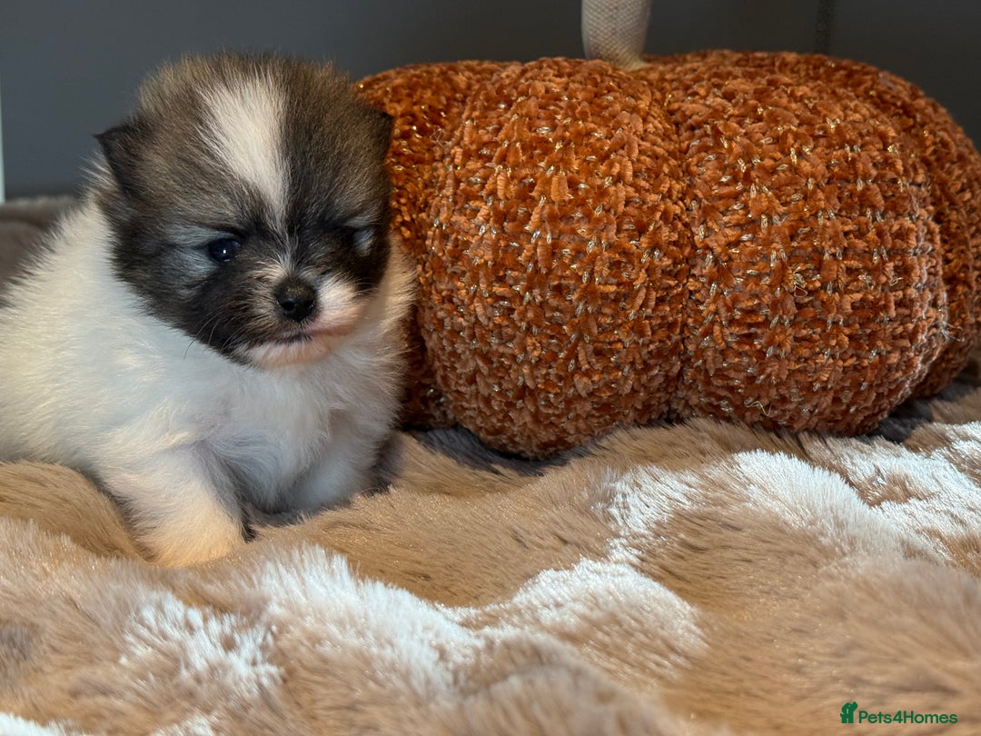 Pomeranian dogs for sale: Stunning Pomeranian  - Image 5