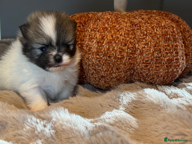 Pomeranian dogs - Advert 1