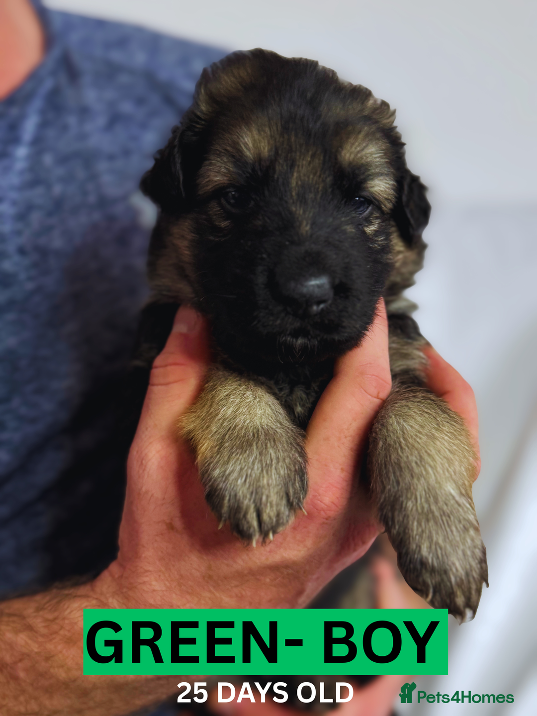 German Shepherd dogs for sale: Beautiful German Shepherd Puppies - Image 8