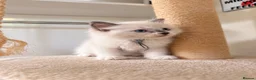 Ragdoll cats for sale: Ragdoll kittens available ♥️  - Advert 11