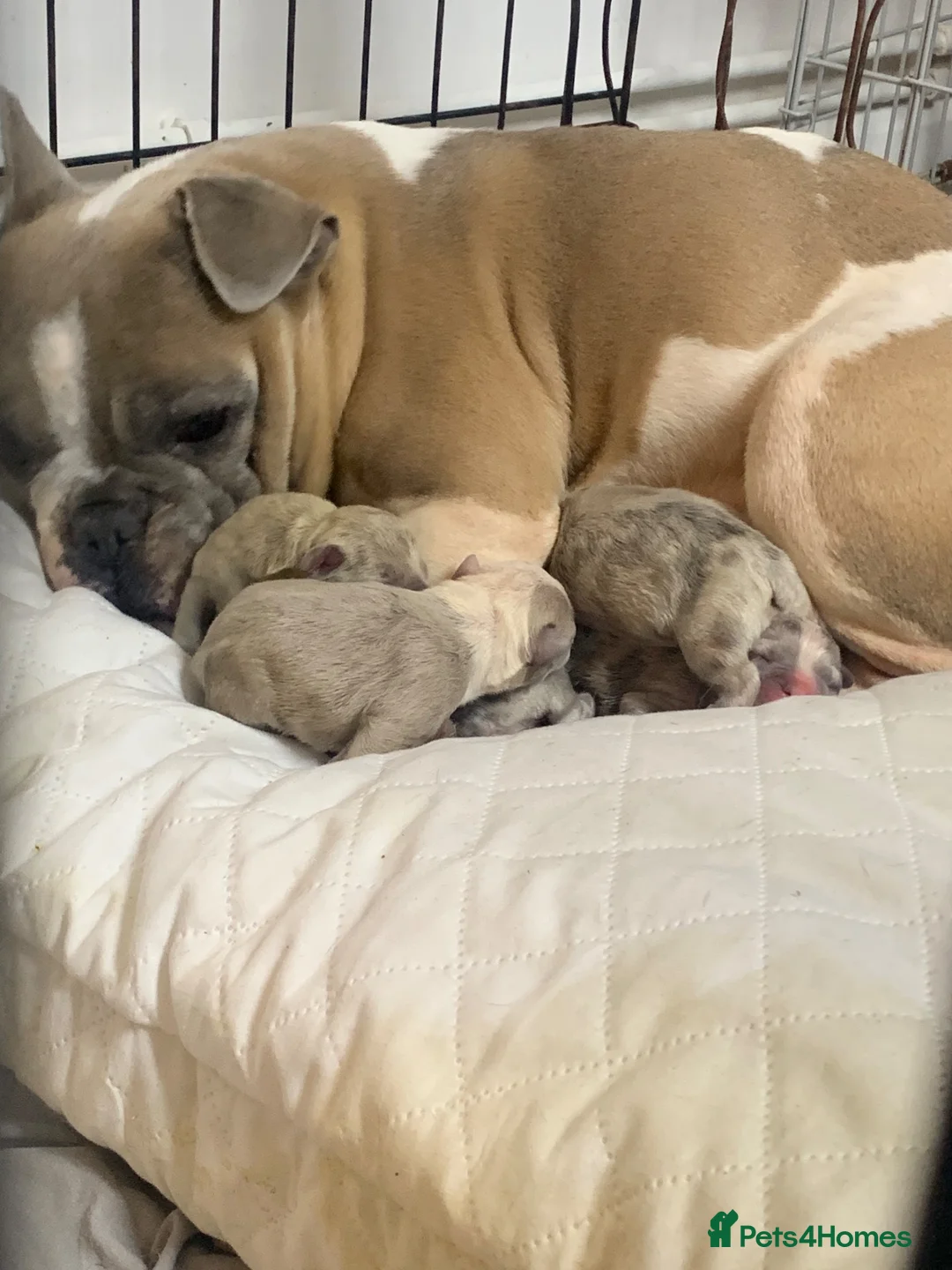 French Bulldog dogs for sale: Stunning French Bulldog puppies  - Advert 2