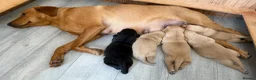 Labrador Retriever dogs for sale: Fox red Labrador puppies - Advert 4