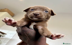 Mixed Breed dogs for sale: Blue nose staff x Siberian husky pups GOING FAST - Image 3