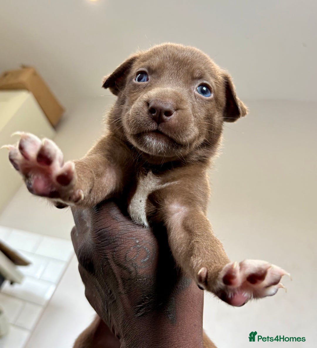 Mixed Breed dogs for sale: Blue nose staff x Siberian husky pups GOING FAST - Image 3
