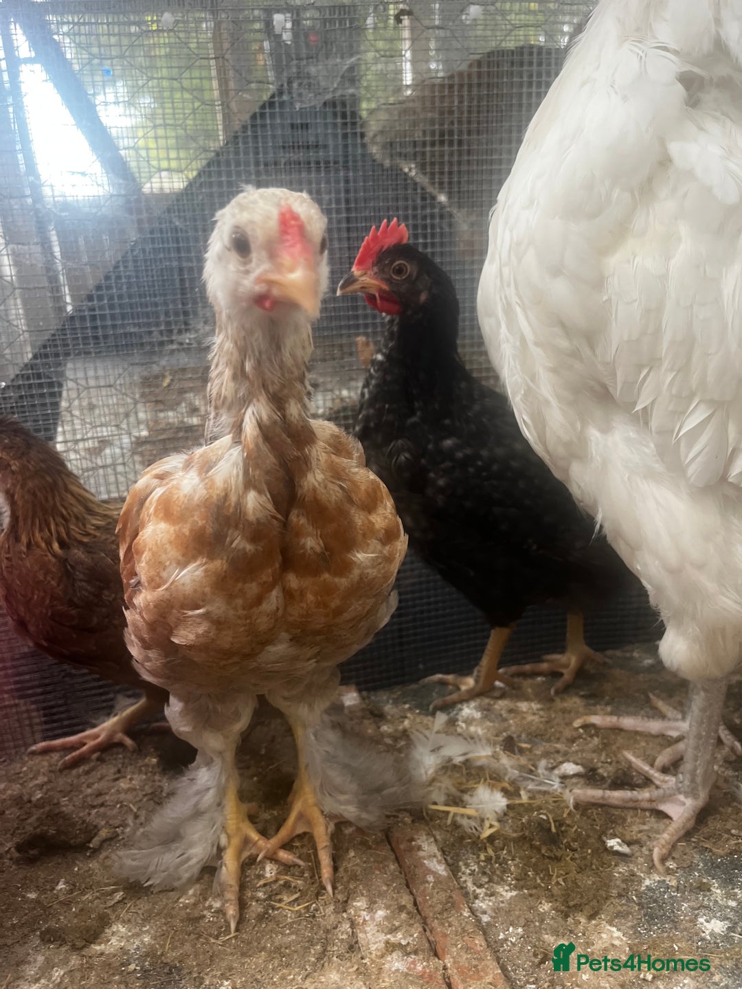 Chickens poultry for sale: Olive egger cockerel  - Image 2