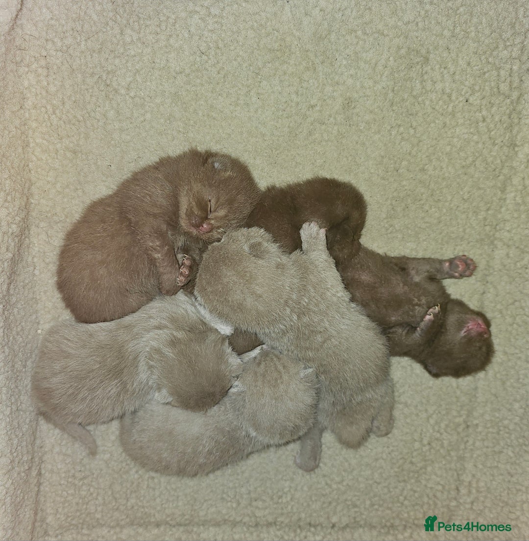 British Shorthair cats for sale: Purebred  British Shorthair Kittens - Advert 26