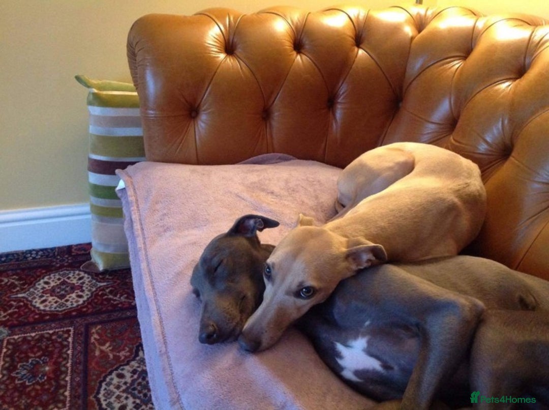 Whippet dogs for stud: BLUE PEDIGREE KC REGISTERED WHIPPET AT STUD in Salisbury - Image 3