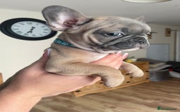 French Bulldog dogs for sale: 3 beautiful boys and girls - Image 21