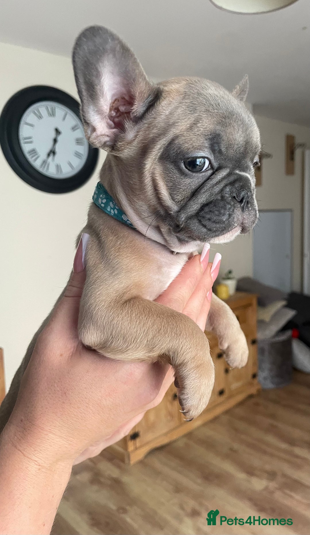 French Bulldog dogs for sale: 3 beautiful boys and girls - Image 21