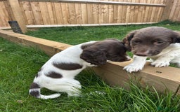 English Springer Spaniel dogs for sale: 2 female springer spaniels  - Image 3