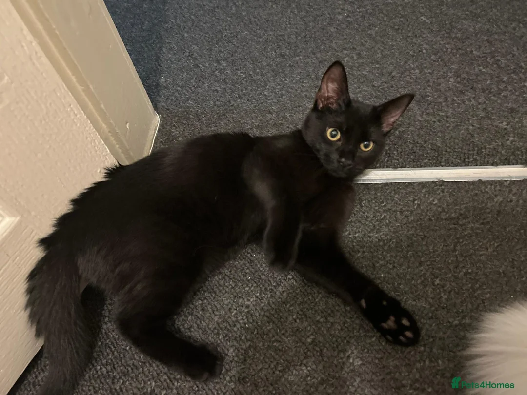 Mixed Breed cats for sale: Adorable & Healthy Mixed Breed Cat in Mansfield - Advert 4