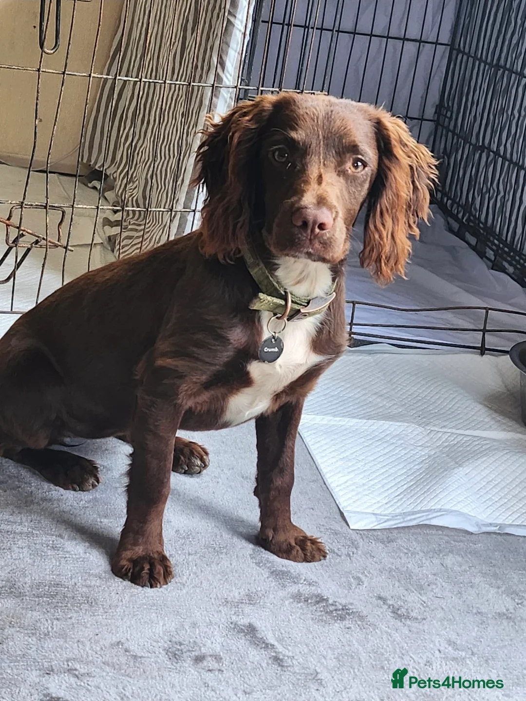 Sprocker dogs for sale: Beautiful Spocker pups - Advert 1