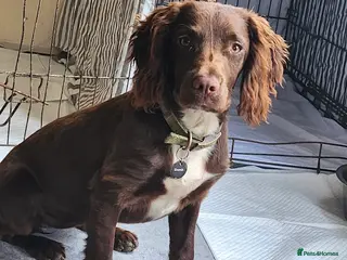 Sprocker dogs Beautiful Spocker pups - Advert 1