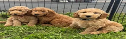 Cockapoo dogs for sale: F1b COCKAPOO Puppies - Advert 1