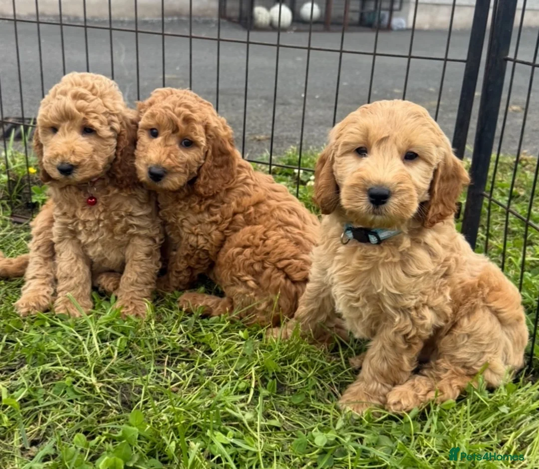 Cockapoo dogs for sale: F1b COCKAPOO Puppies - Advert 1