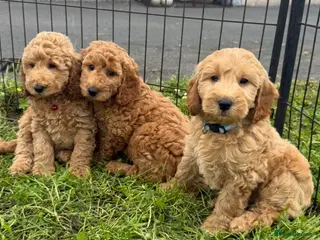 Cockapoo dogs F1b COCKAPOO Puppies - Advert 1