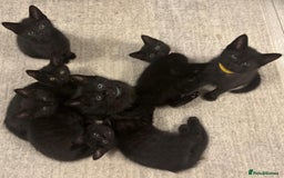 Domestic Shorthair cats for sale: 7 beautiful kittens!!!🐈‍⬛🐈‍⬛🐈‍⬛ - Image 18