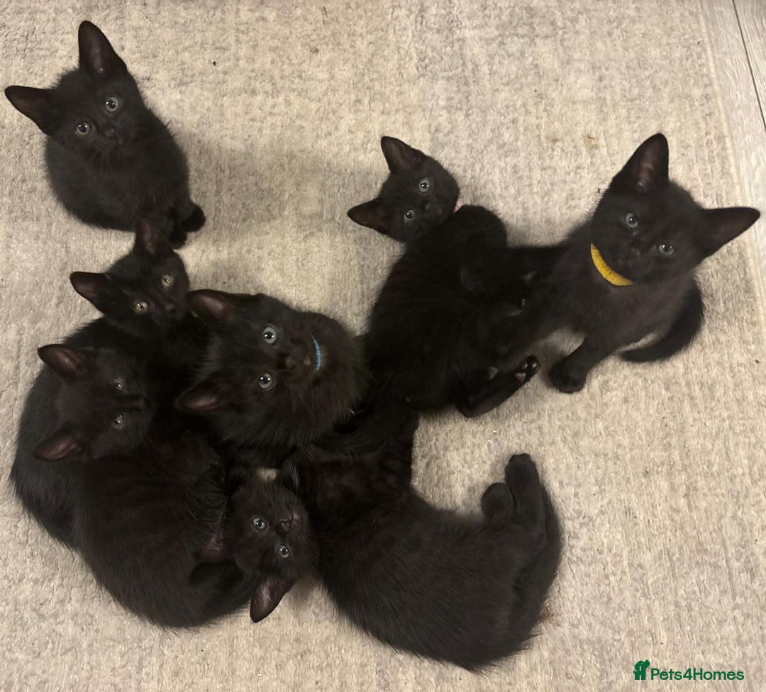 Domestic Shorthair cats for sale: 7 beautiful kittens!!!🐈‍⬛🐈‍⬛🐈‍⬛ - Image 18