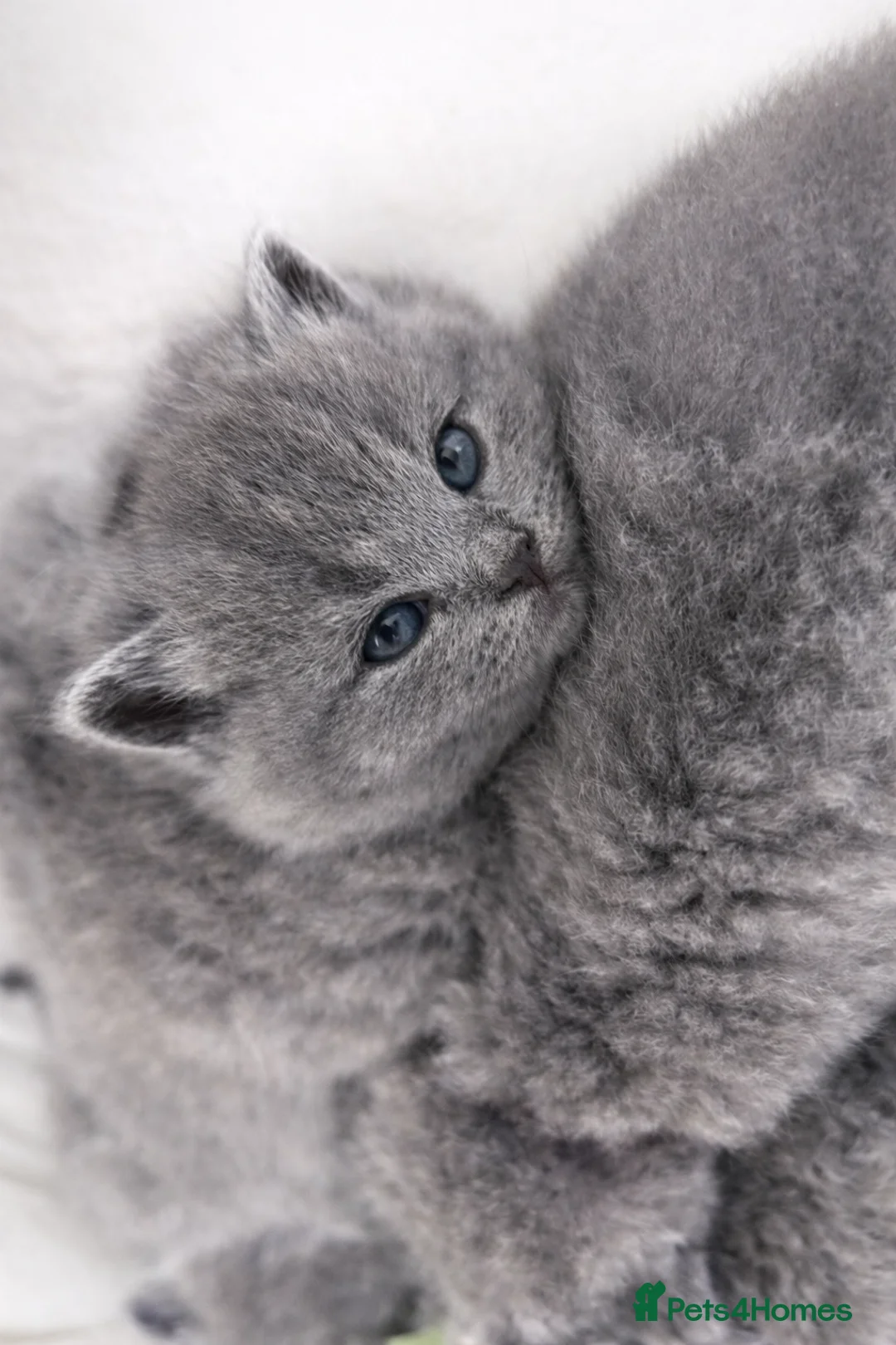 British Shorthair cats for sale: Blue British shorthair kittens🐾 - Advert 5