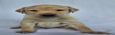 Labrador Boy 1