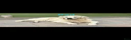 Golden Retriever dogs for sale: Beautiful KC registered Golden Retriver puppies  - Advert 12