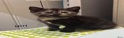 Mixed Breed cats for sale: Beautiful kittens looking new home 🩷❤️🧡 - Advert 9