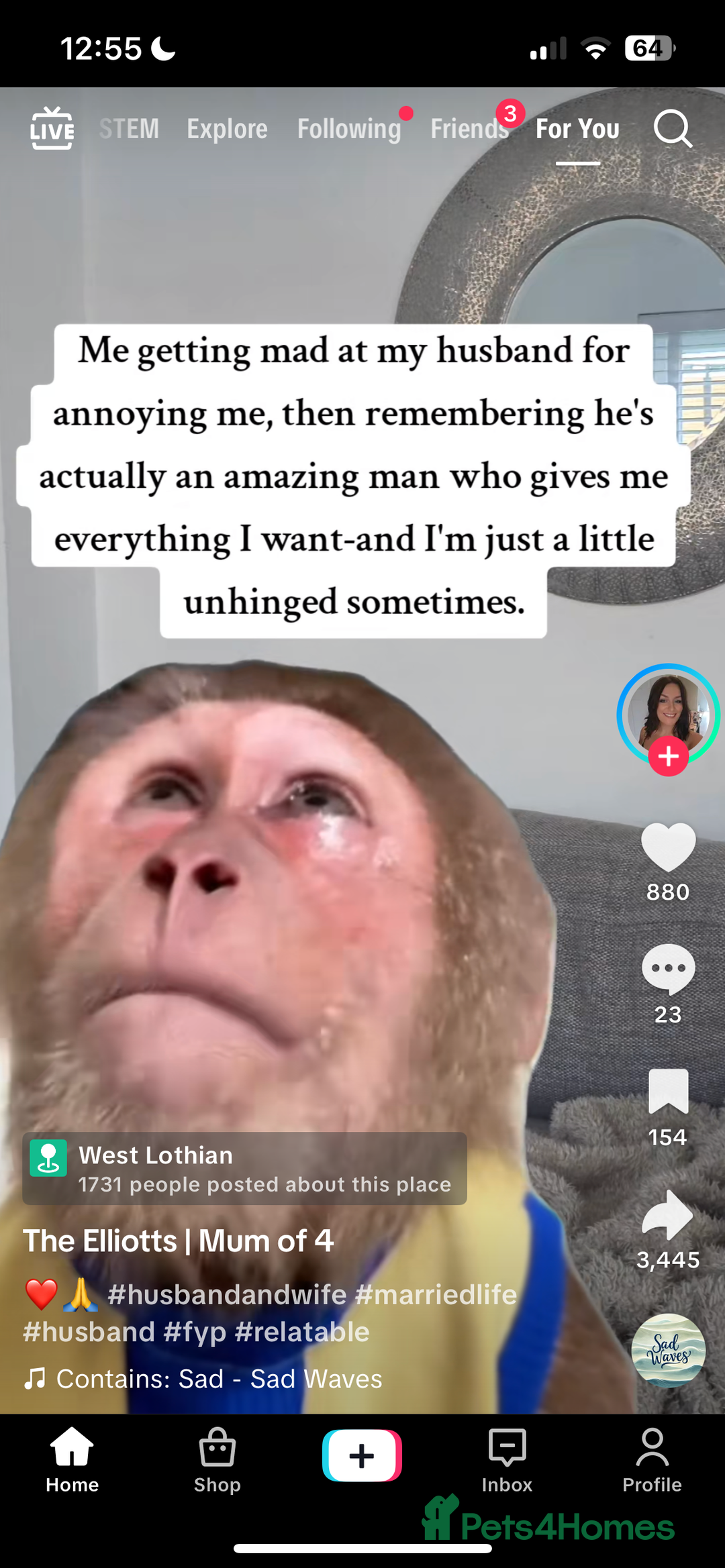 Mixed Breed dogs for sale: Belgian malinois x lurcher 10 months  - Image 4